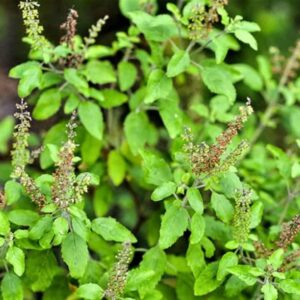 Tulsi Leaf