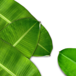 Banana Leaf