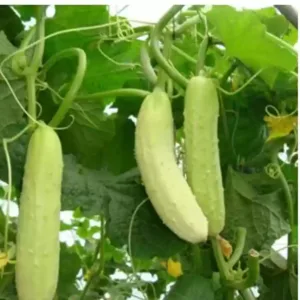 Cucumber (काकडी)