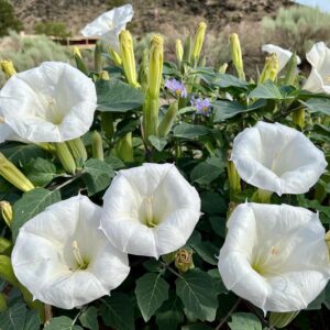 Datura Flower - ShivFlower