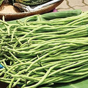 Beans Cowpea