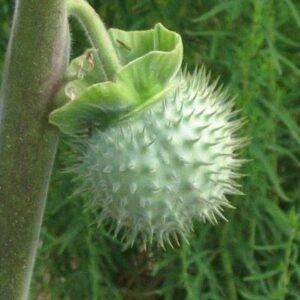 Datura Fruit