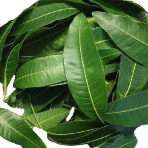 Mango Tree Leaves