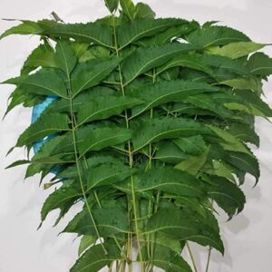 Neem Leaves (नीम पत्ता)