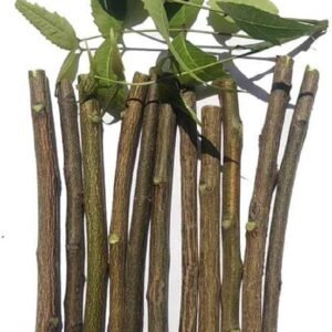 Neem Stick (नीमाची काडी)