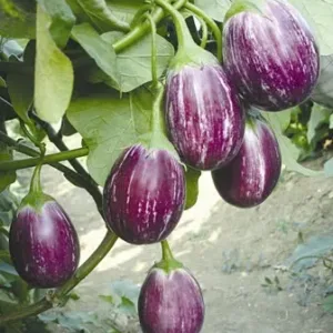 Brinjal (वांगी)