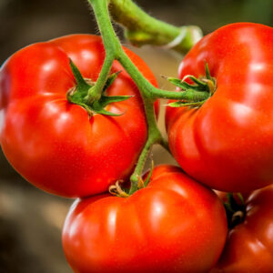 Tomato (टोमॅटो)