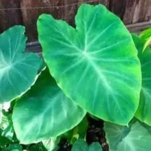 Colocasia (अळूचे पान)
