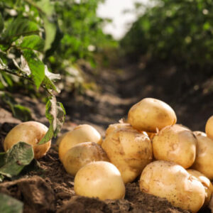 Potato (बटाटा)