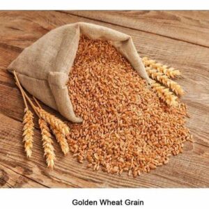 Wheat (गहू)