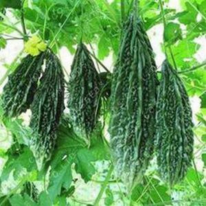 Bitter Gourd (करले)