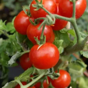 Cherry Tomato (टोमॅटो)